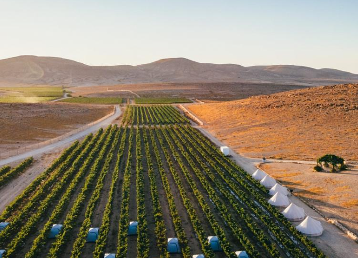 葡萄酒的未来：以色列沙漠葡萄园向我们展示如何应对气候变化