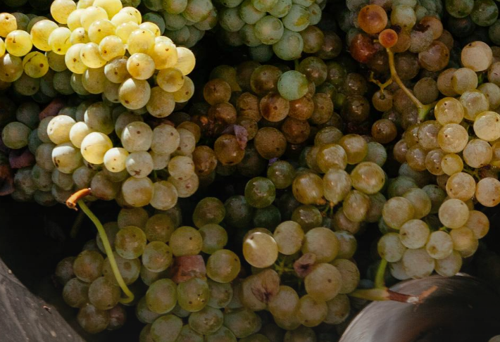 葡萄酒的历史 - 葡萄酒的历史和起源
